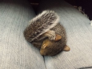 sleeping squirrel